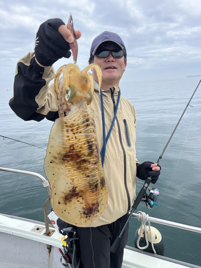 イカ(アオリイカ)