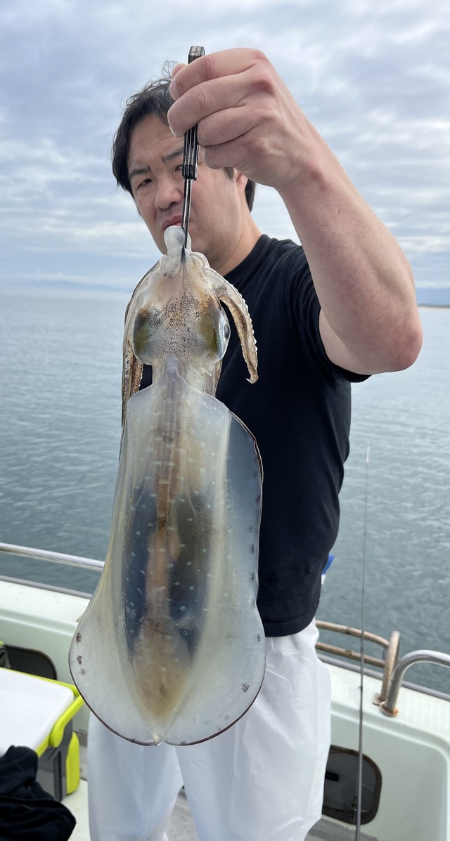 イカ(アオリイカ)