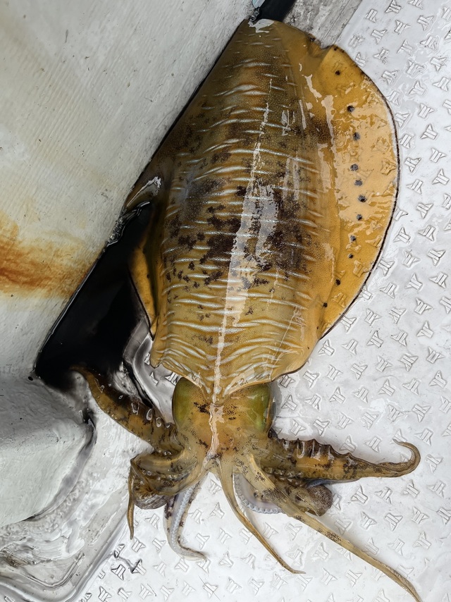 イカ(アオリイカ)