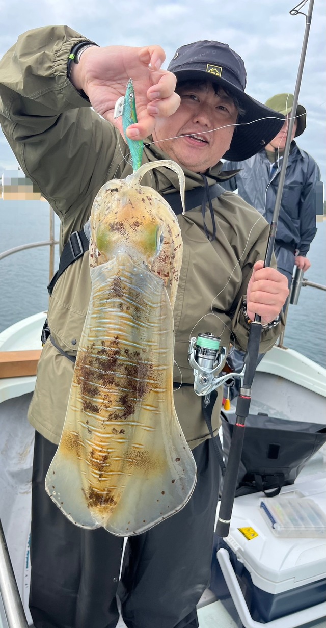 イカ(アオリイカ)