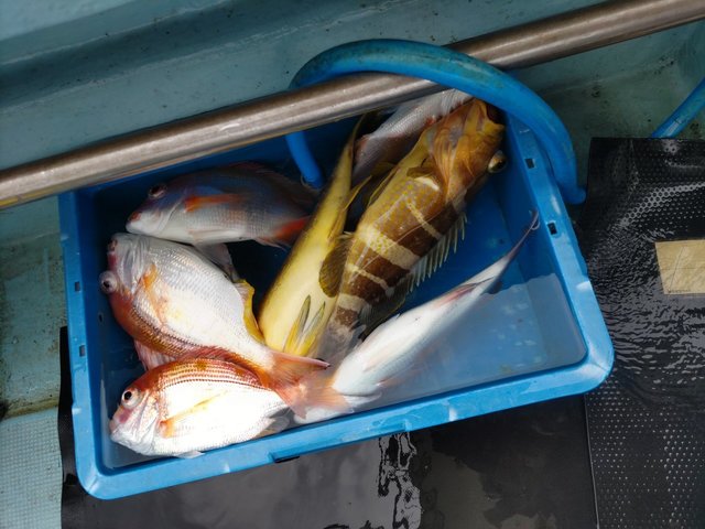 マハタ・アオハタ・カサゴ