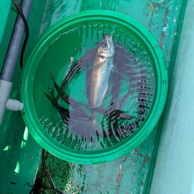 アジ(マアジ)・クロムツ
