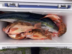 ワラサ(ブリ)・オキメバル(ウスメバル)