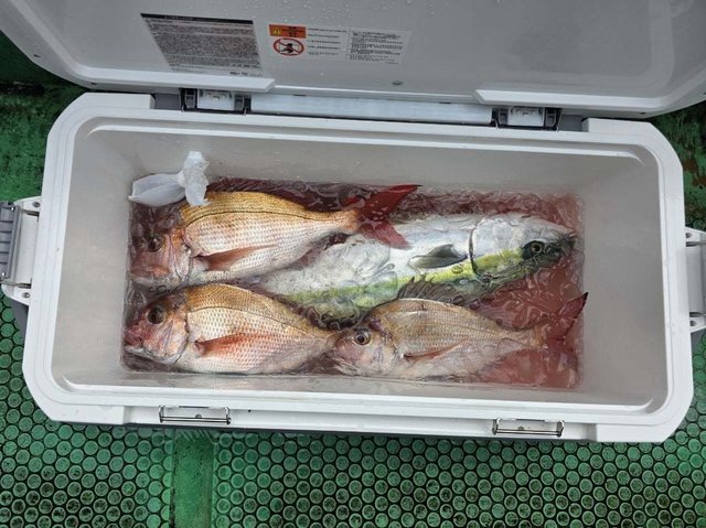 マダイ・イナダ(ブリ)