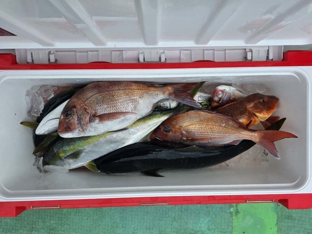 マダイ・ハナダイ(チダイ)・イナダ(ブリ)・ホウボウ