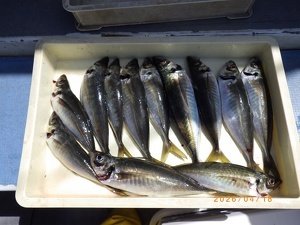 アジ(マアジ)