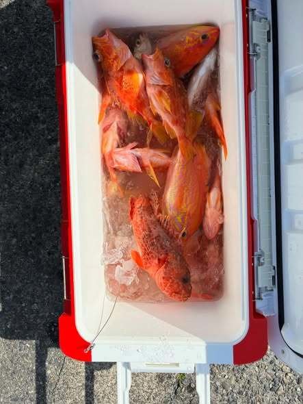 アカイサキ・ヒメダイ・アヤメカサゴ