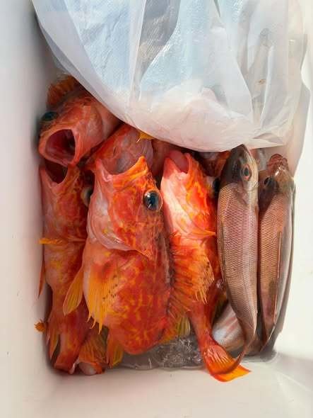 ヒメダイ・アヤメカサゴ