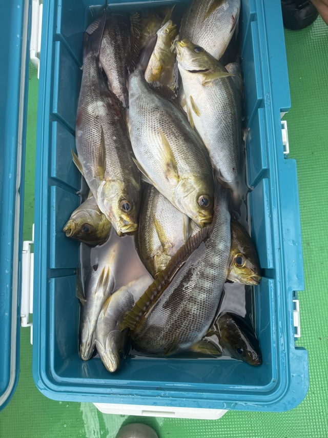 イサギ(イサキ)