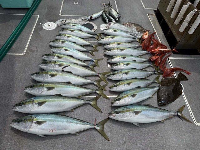 ハマチ(ブリ)・ホウボウ・ヒラメ