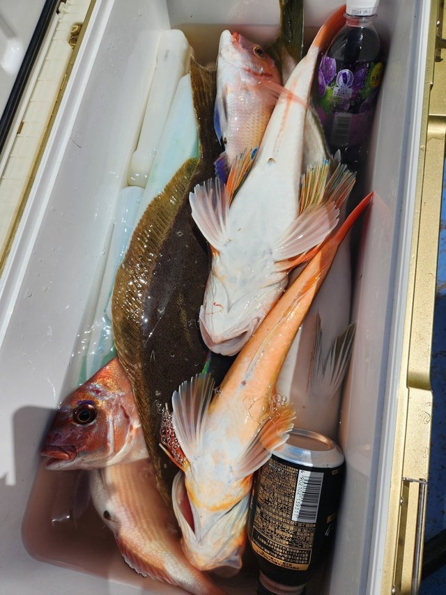 マダイ・ホウボウ・ヒラメ