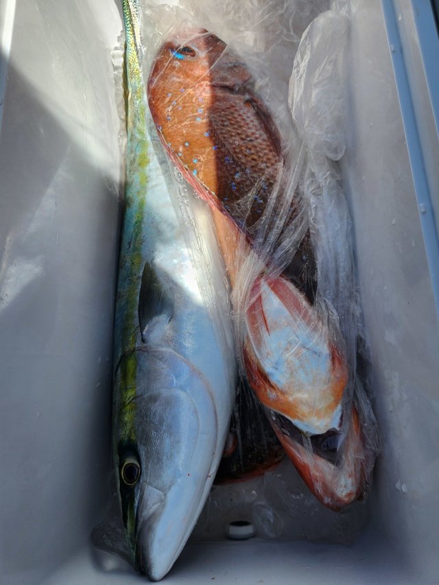 マダイ・ワラサ(ブリ)