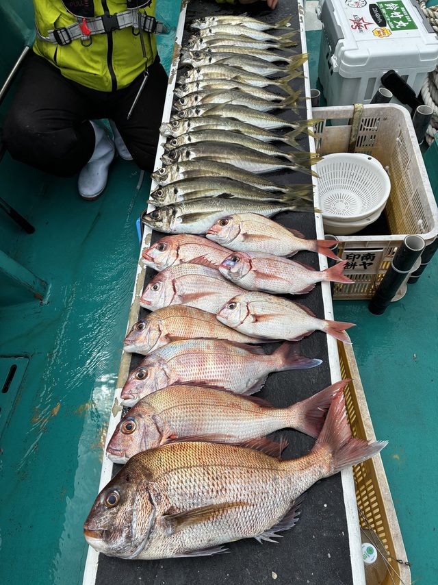 マダイ・マアジ