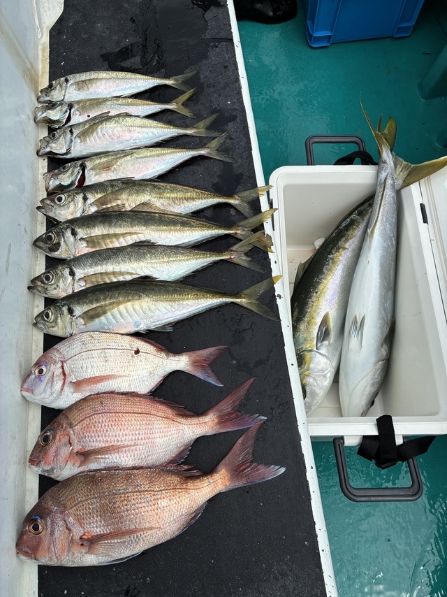 マダイ・マアジ・メジロ(ブリ)