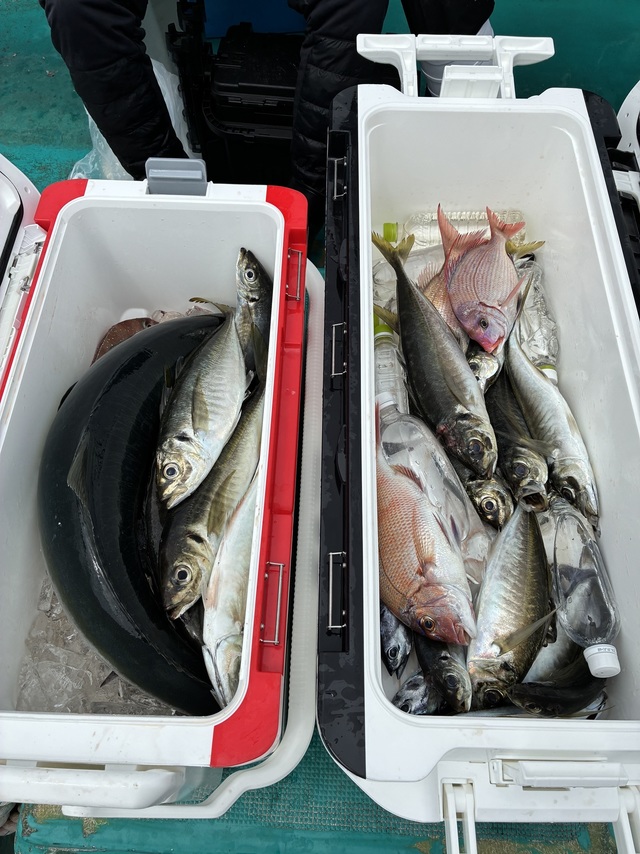 マダイ・マアジ・メジロ(ブリ)