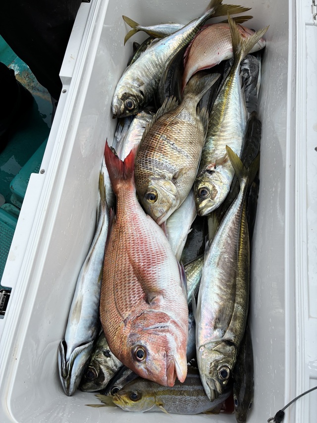 マダイ・マアジ