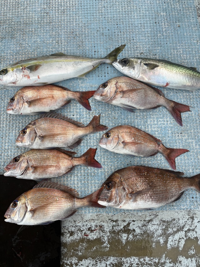 マダイ・ハマチ(ブリ)・サバ(マサバ)