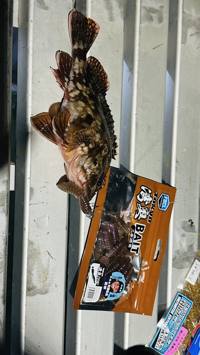 カサゴ