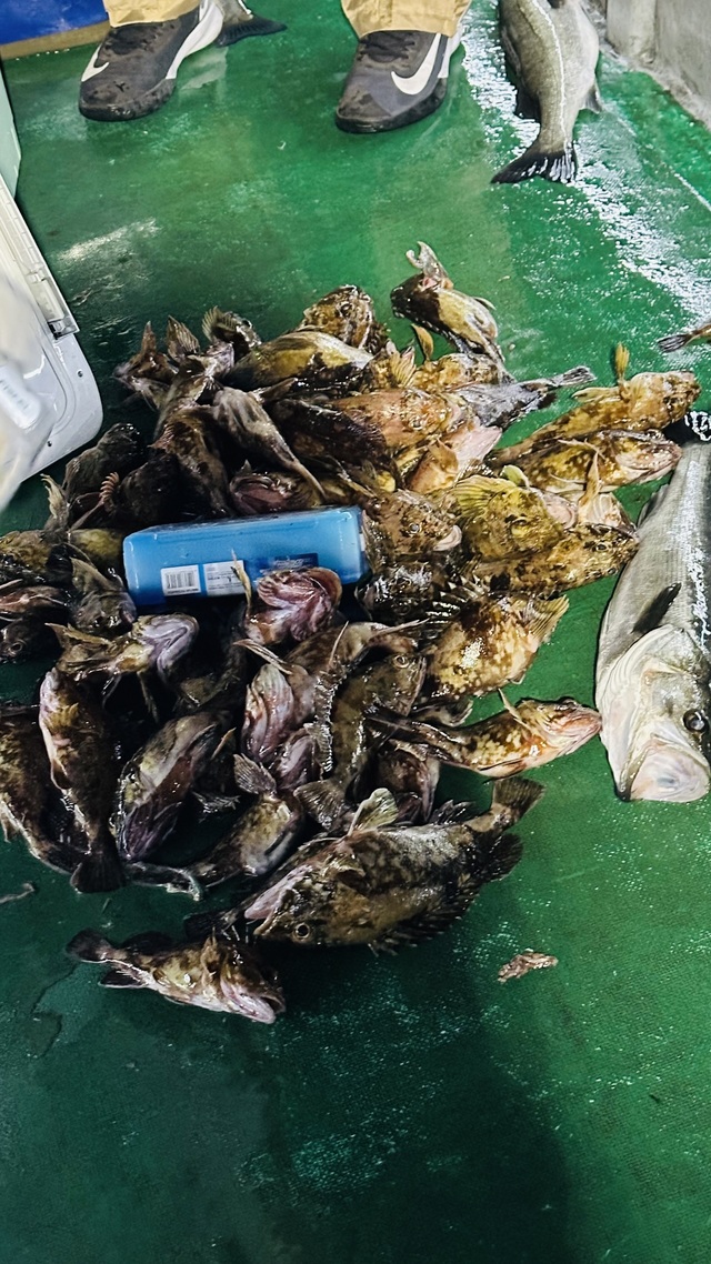 シーバス(スズキ)・カサゴ