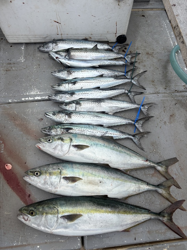 メジロ(ブリ)・サゴシ(サワラ)