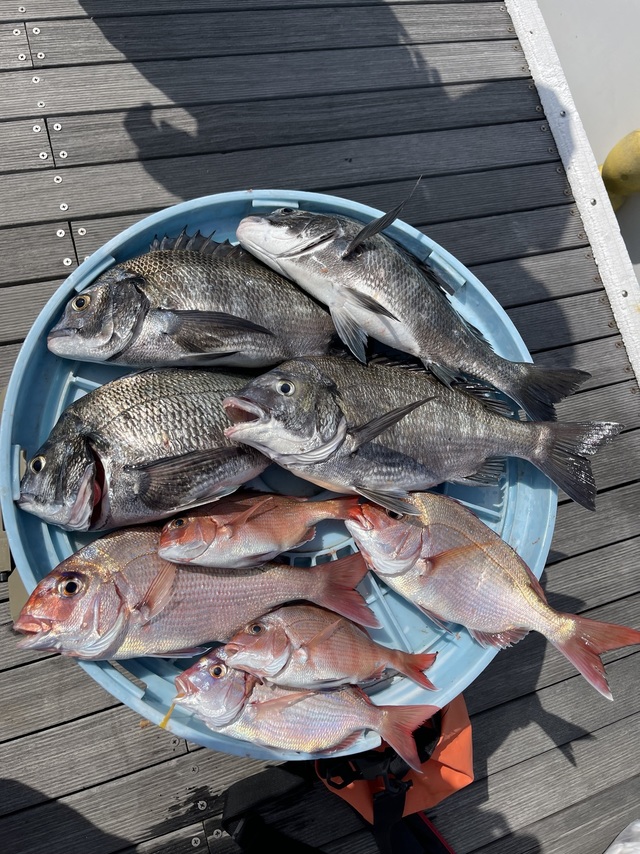 マダイ・ハナダイ(チダイ)・クロダイ