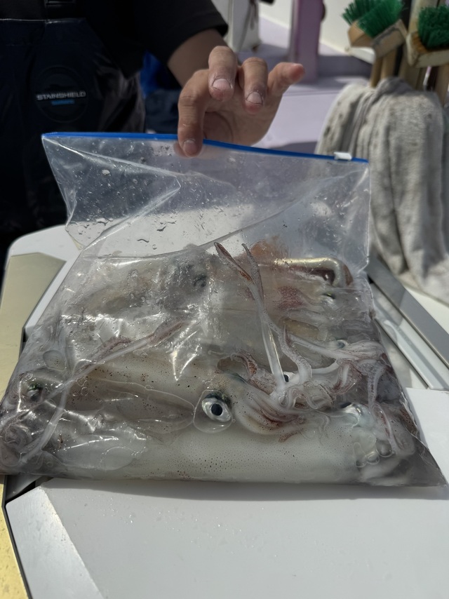 マルイカ(ケンサキイカ)