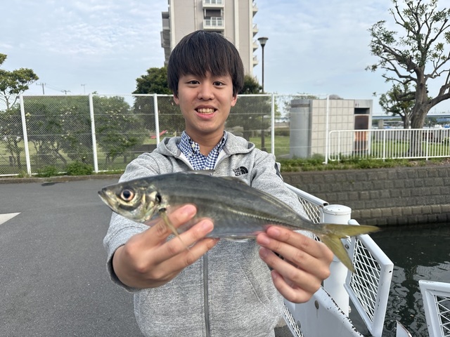 アジ(マアジ)