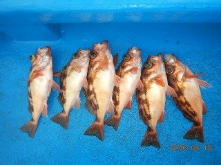 オキメバル(ウスメバル)