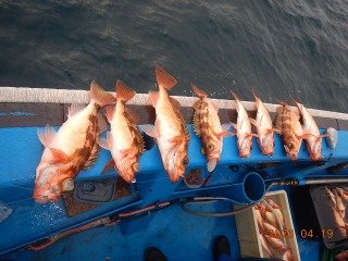 オキメバル(ウスメバル)