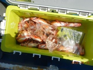 オキメバル(ウスメバル)