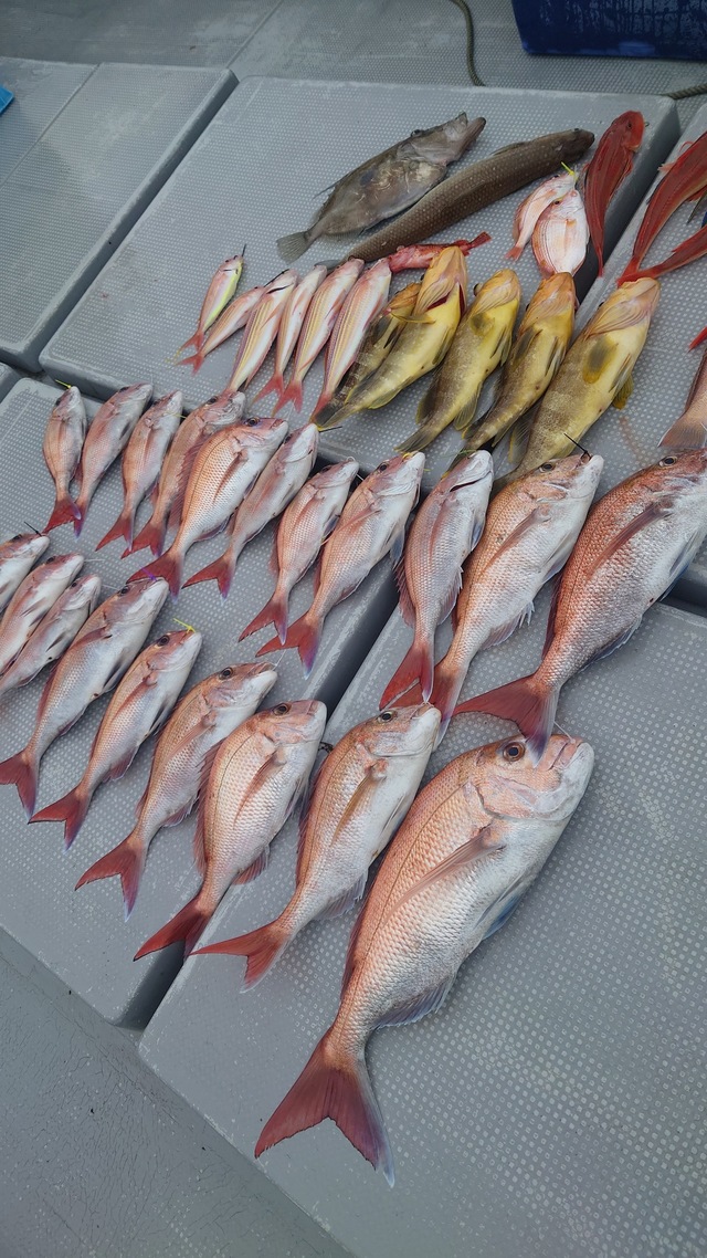 マダイ・アオナ(アオハタ)・アマダイ(アカアマダイ)