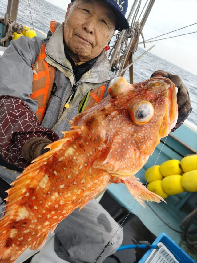 ウッカリカサゴ