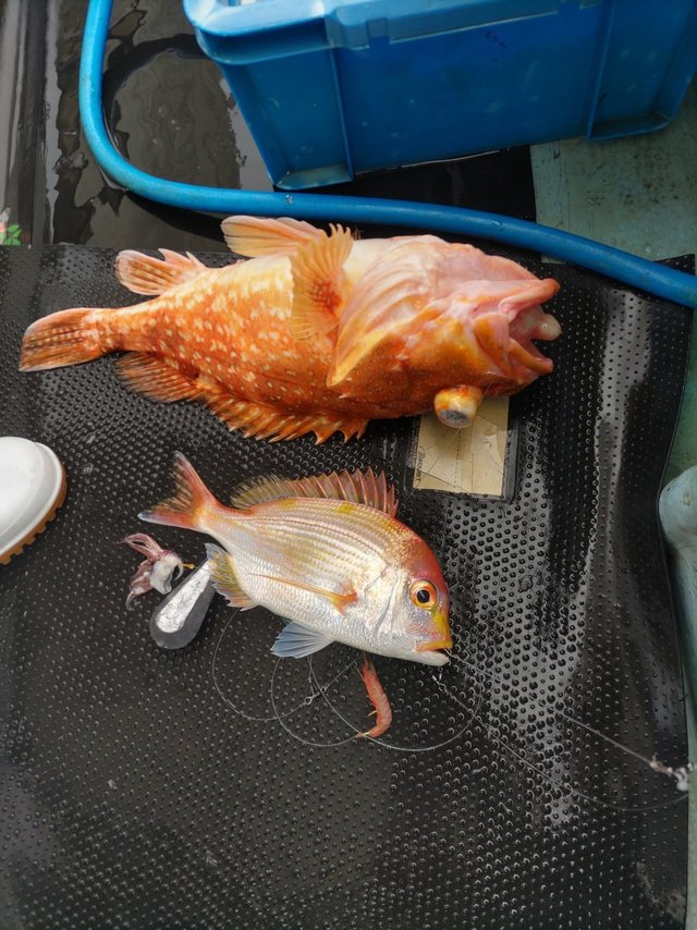 ウッカリカサゴ