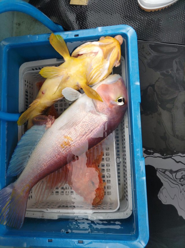 アオハタ・アマダイ(アカアマダイ)