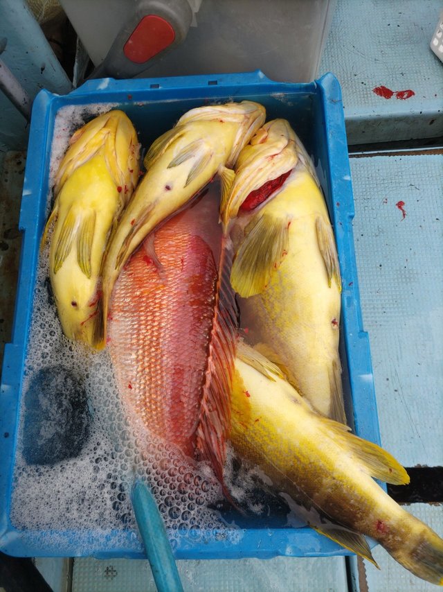 アオハタ・アマダイ(アカアマダイ)