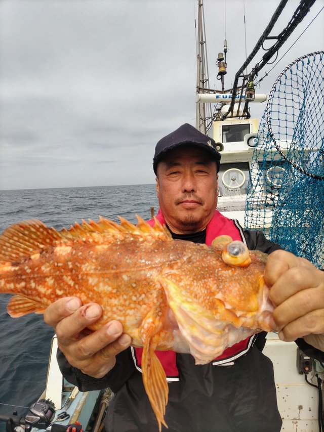 ウッカリカサゴ