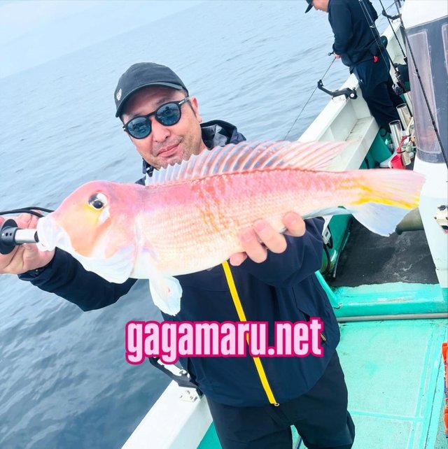 アマダイ(アカアマダイ)