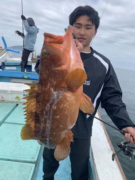 アコウ(キジハタ)