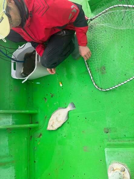 カレイ(マコガレイ)