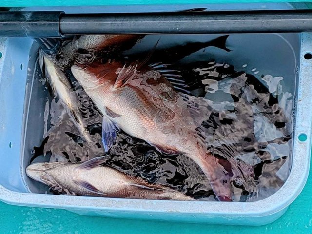 マダイ・イサキ