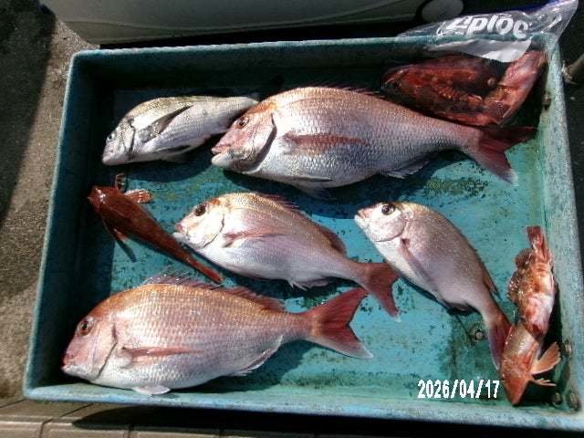 タイ(マダイ)・カサゴ・ホウボウ