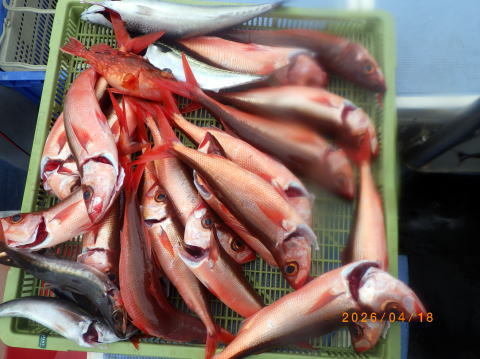 クロムツ・ハチビキ