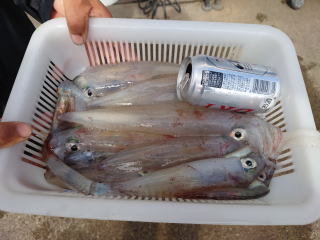 マルイカ(ケンサキイカ)・ムギイカ(スルメイカ)