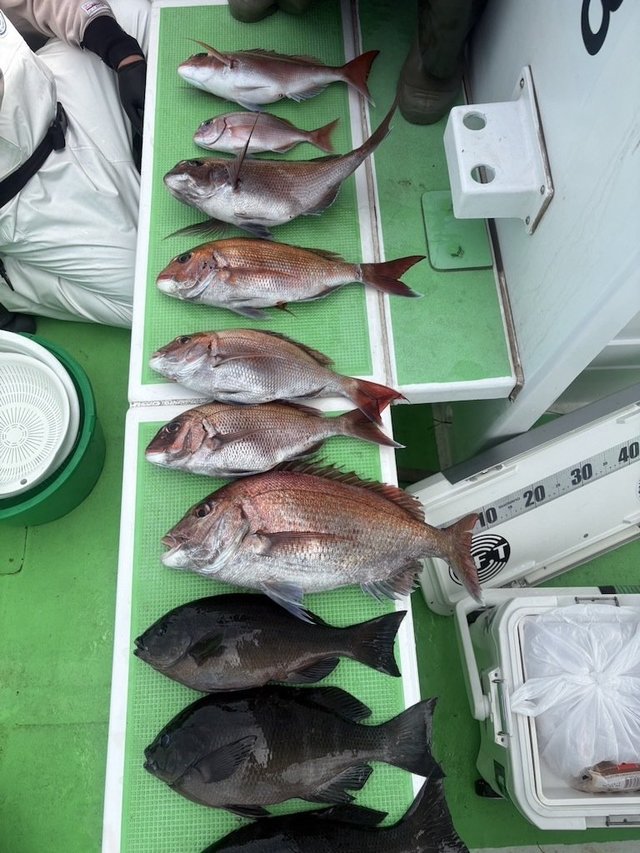 マダイ・メジナ