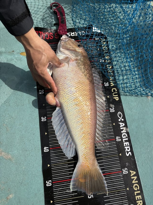 シロアマダイ