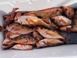 オキメバル(ウスメバル)