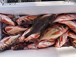 カレイ(マコガレイ)・オキメバル(ウスメバル)