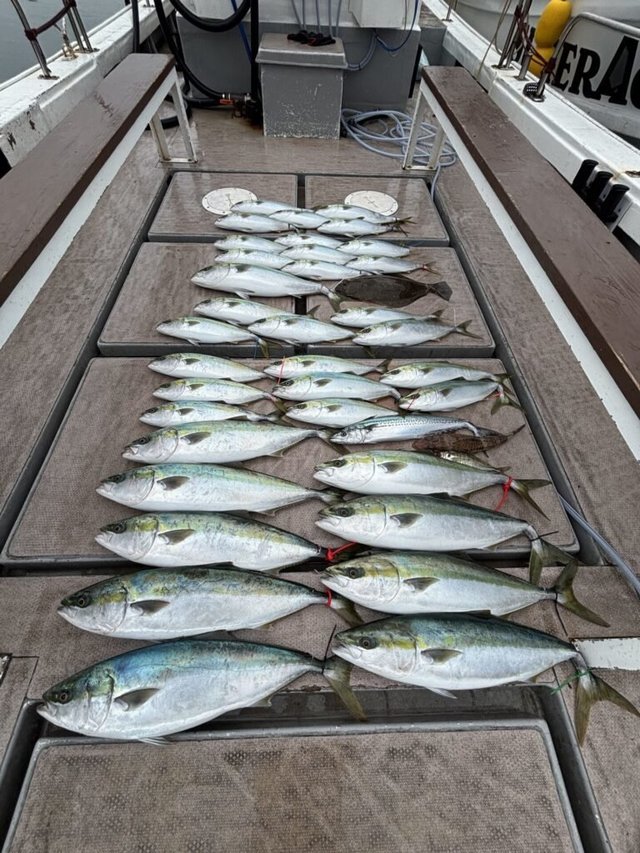 メジロ(ブリ)・サゴシ(サワラ)・マゴチ・ヒラメ