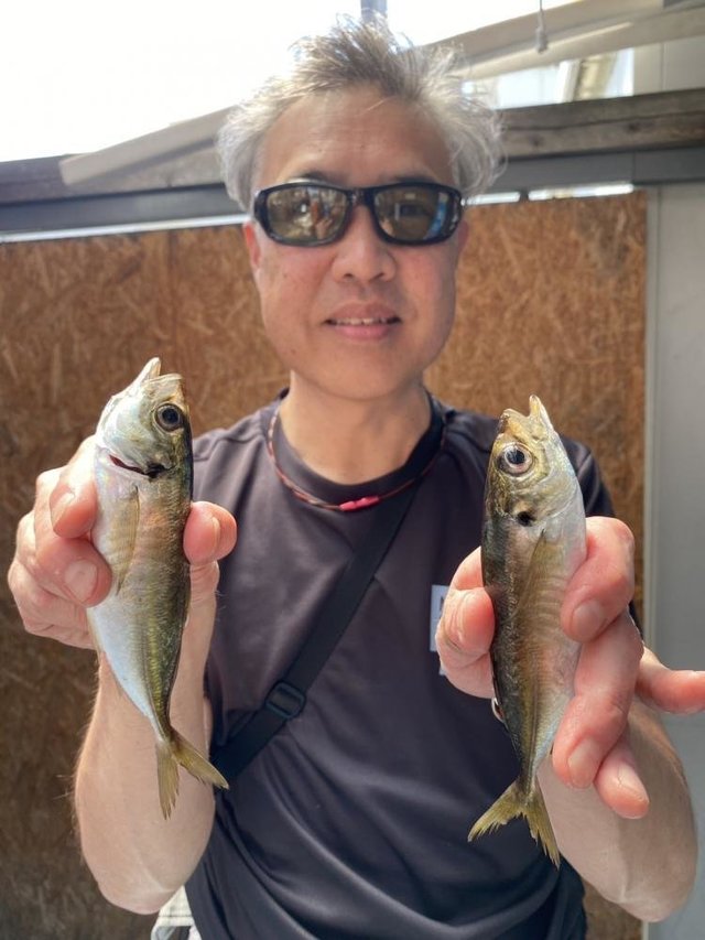 アジ(マアジ)