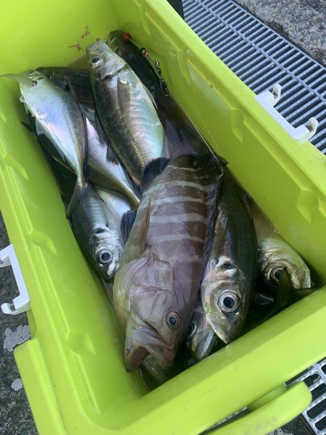 マハタ